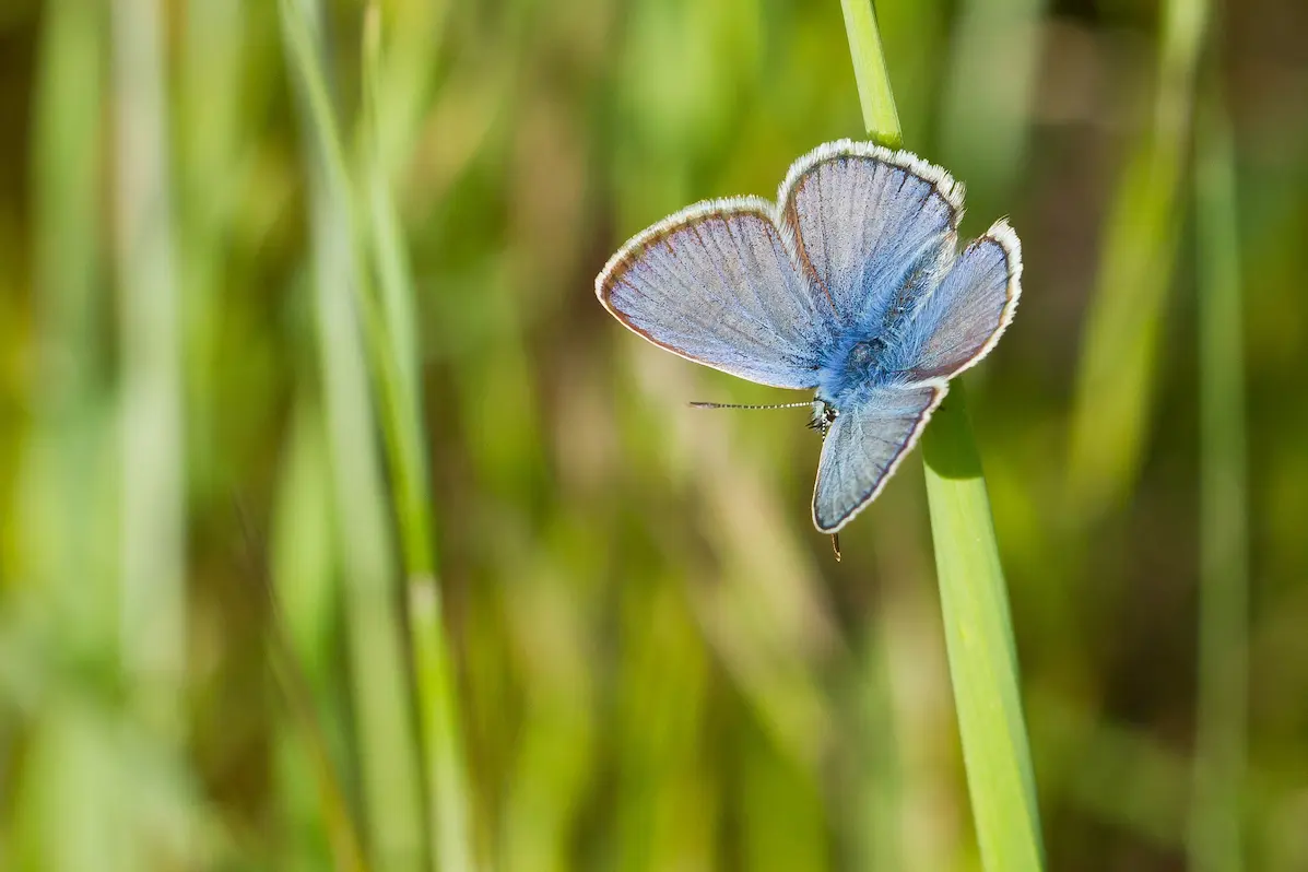 primer-plano-de-una-mariposa-llamada-azul-comun-sentado-sobre-una-larga-hoja-verde-durante-un-dia-soleado